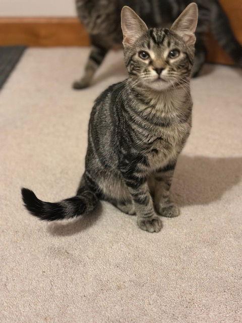 Enlarge Cashmere (25-087), a Adoptable Domestic Short Hair in Ocean Pines, MD image 1/3