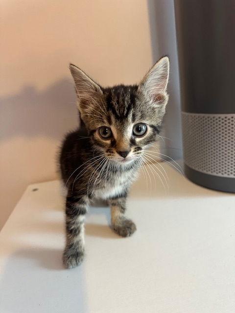 Enlarge Cashmere (25-087), a Adoptable Domestic Short Hair in Ocean Pines, MD image 2/3