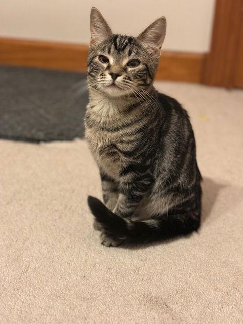 Enlarge Cashmere (25-087), a Adoptable Domestic Short Hair in Ocean Pines, MD image 3/3