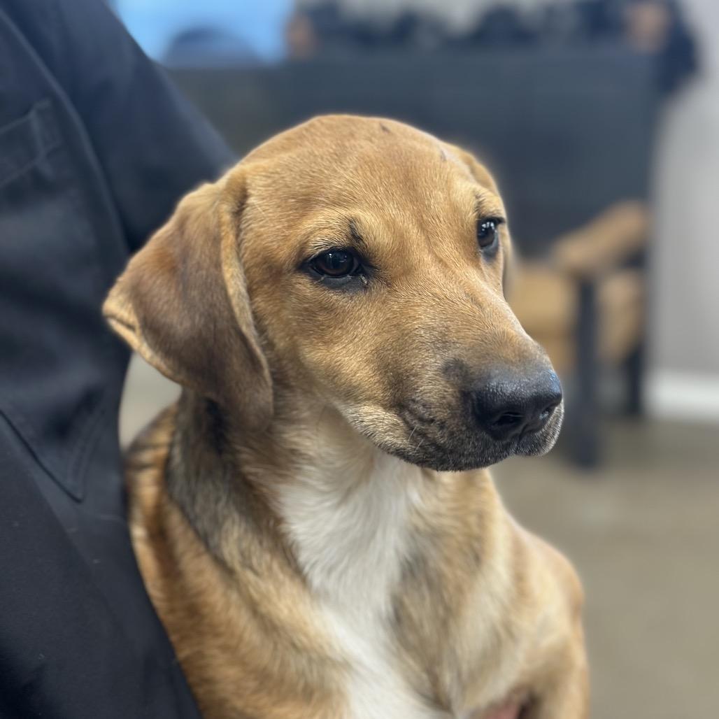 Runt, Adoptable, Young Female Pit Bull Terrier.