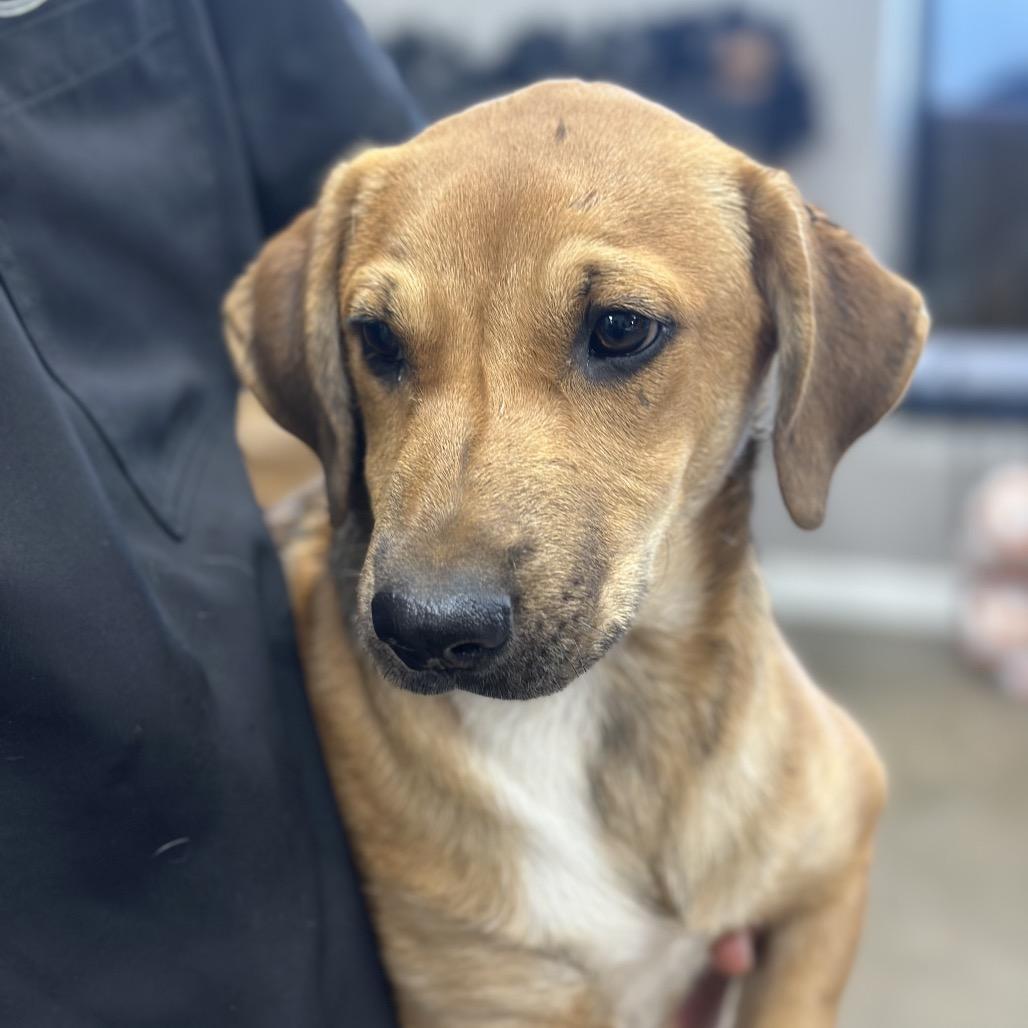 Runt, a Adoptable Pit Bull Terrier in Midland, TX image 2/3
