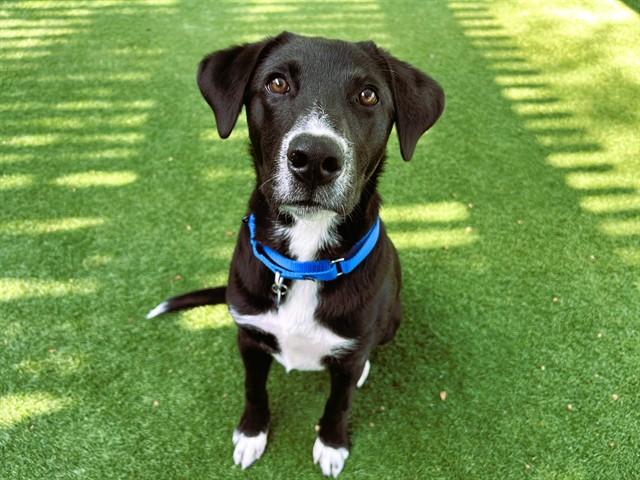 OSCAR, ADOPTABLE, Young • Male, Labrador Retriever & Australian Kelpie.