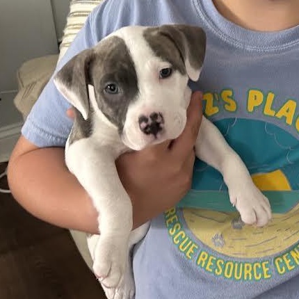 Enlarge Joel, a Adopted mixed breed in Midlothian, VA image 1/4