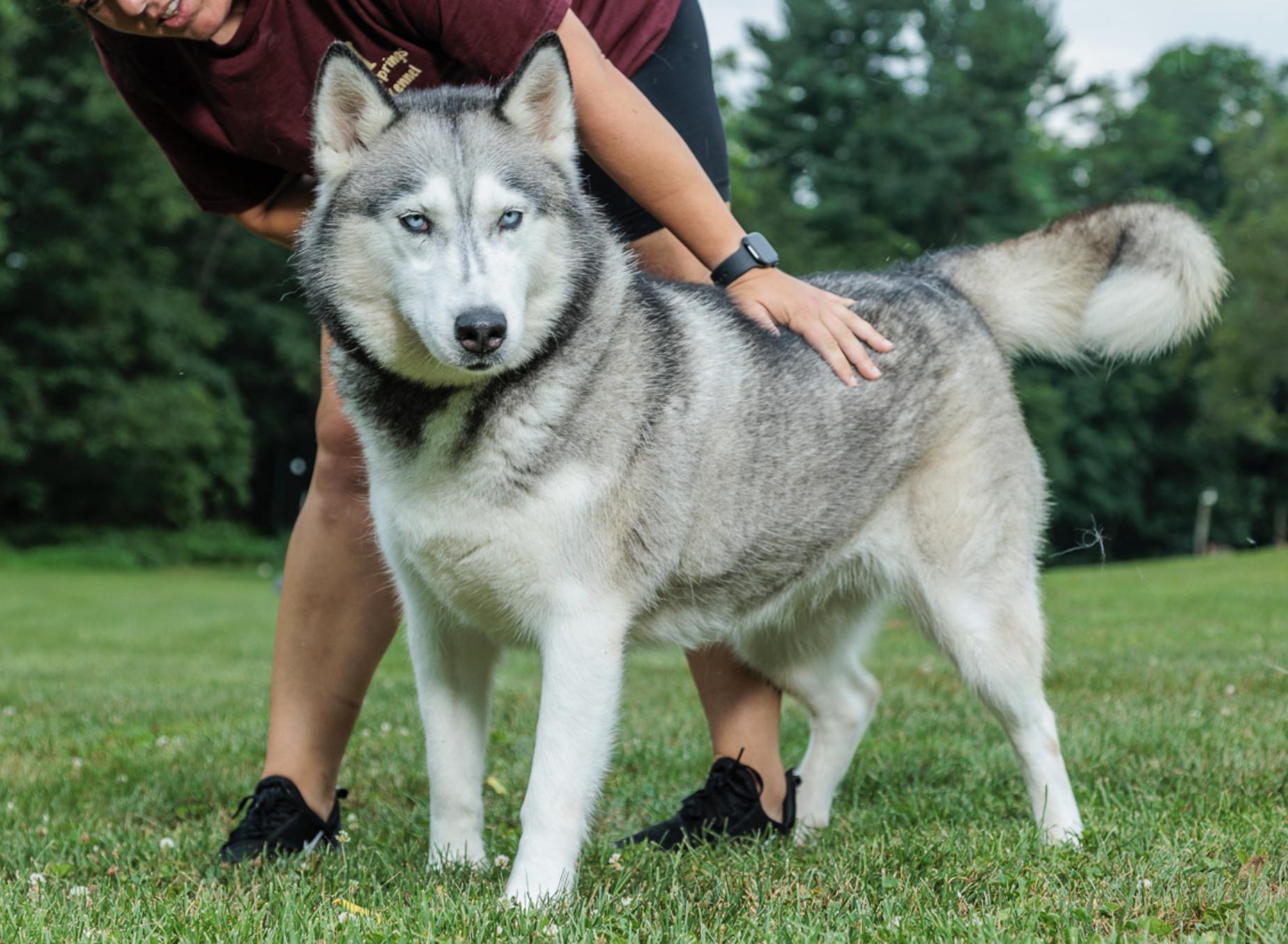 Enlarge Friskie, a Adoptable Husky in Chester Springs, PA image 1/1