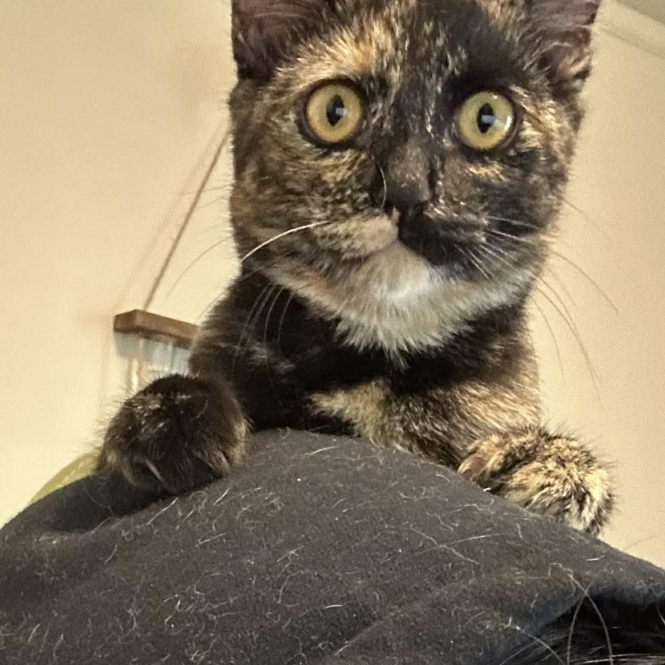 Enlarge Mimolette, a Adoptable mixed breed in Gladstone, OR image 2/6