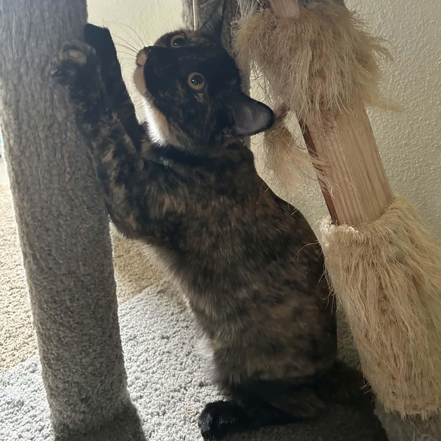 Enlarge Mimolette, a Adoptable mixed breed in Gladstone, OR image 6/6