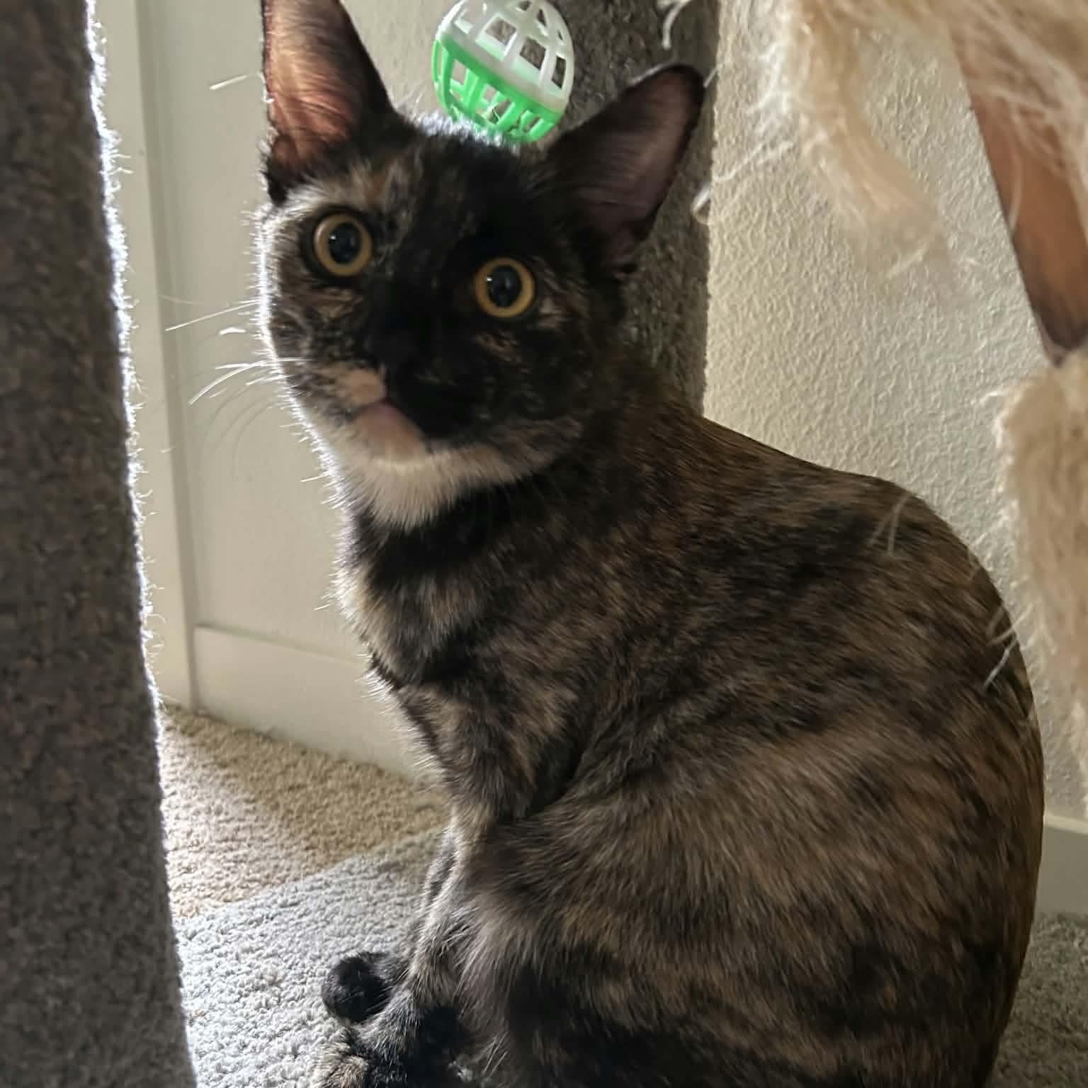 Enlarge Mimolette, a Adoptable mixed breed in Gladstone, OR image 5/6