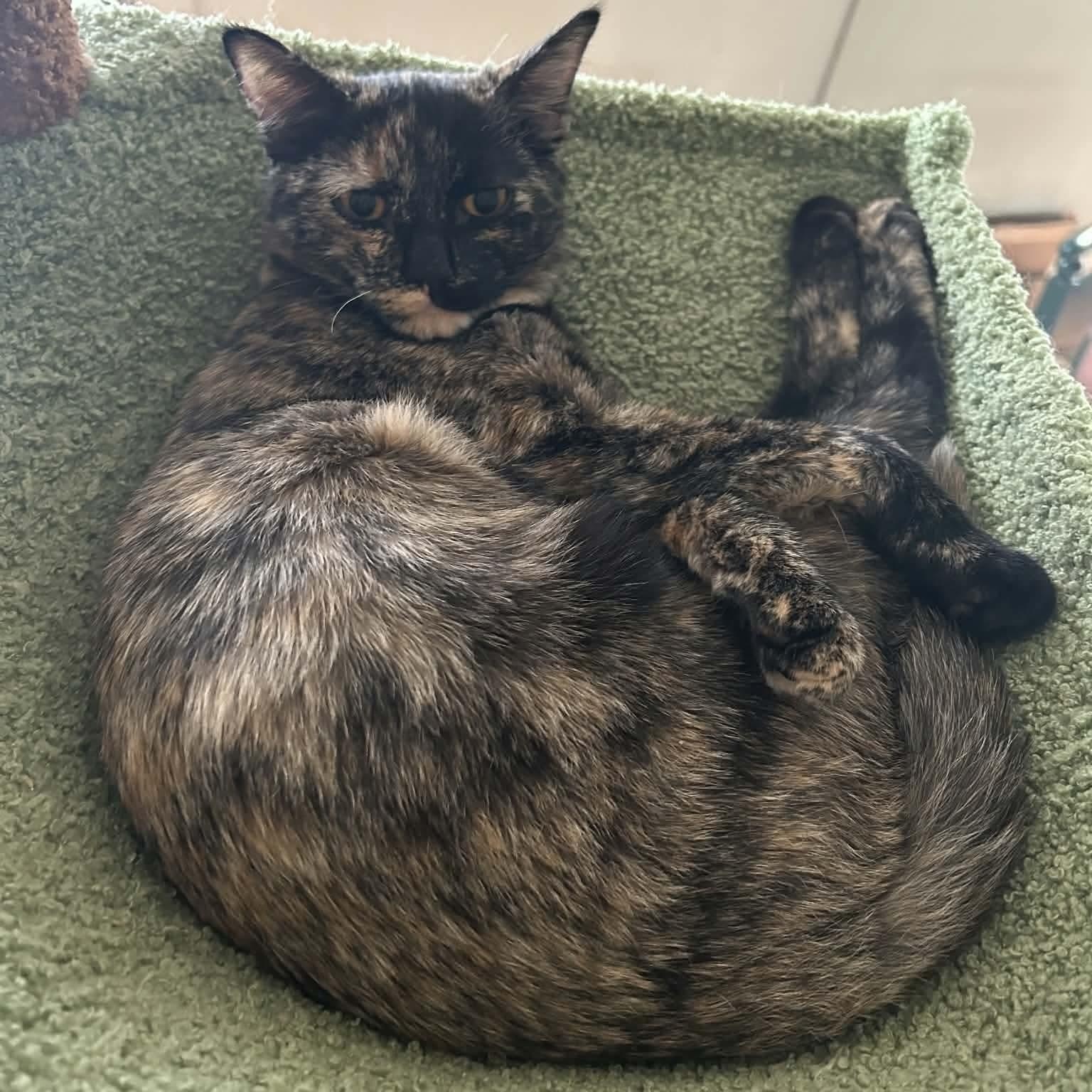 Enlarge Mimolette, a Adoptable mixed breed in Gladstone, OR image 3/6