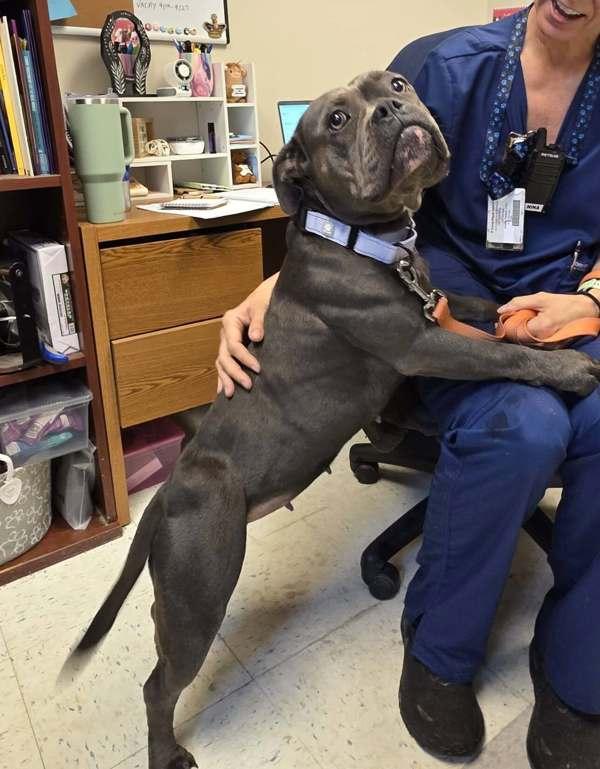 Lullaby, Adoptable, Adult Female Pit Bull Terrier.