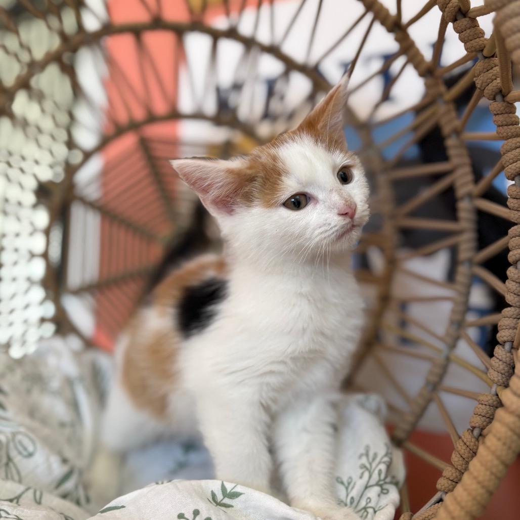 Enlarge Sunday, a Adoptable Domestic Short Hair in Lexington, KY image 2/6