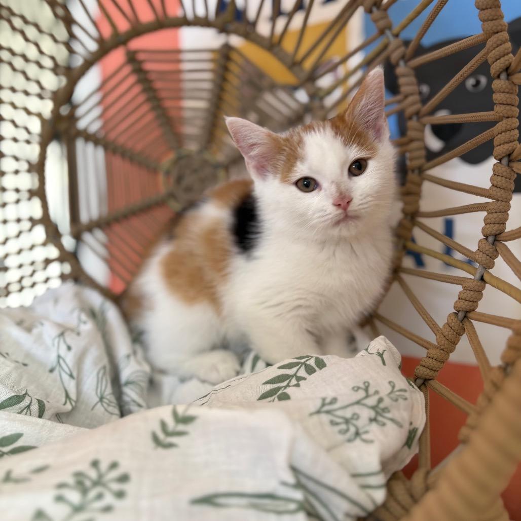 Enlarge Sunday, a Adoptable Domestic Short Hair in Lexington, KY image 4/6