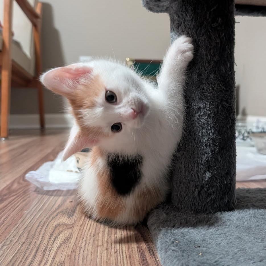 Enlarge Sunday, a Adoptable Domestic Short Hair in Lexington, KY image 5/6