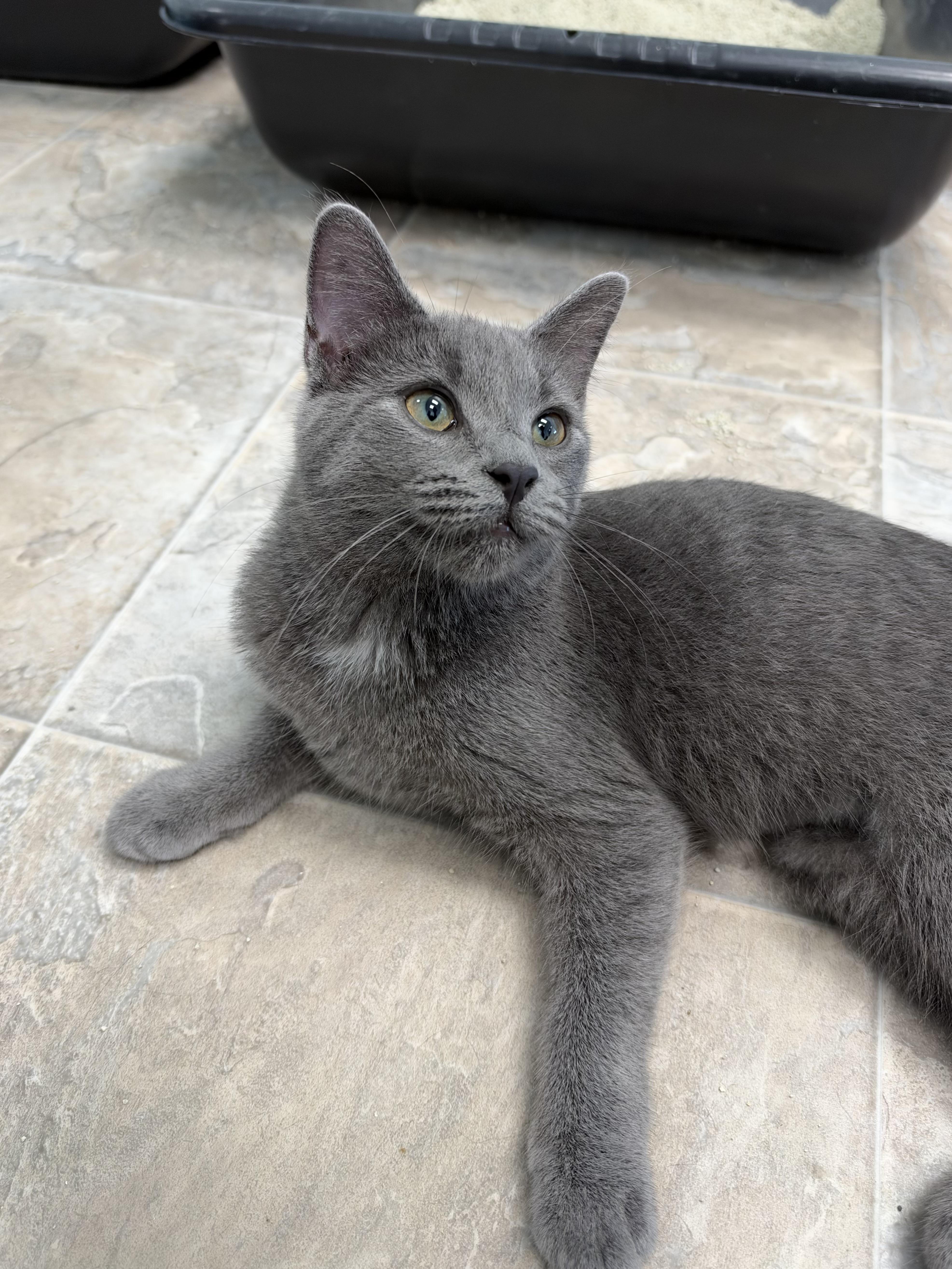 Enlarge Sassparilla, a Adoptable Domestic Short Hair in Grand Rapids, MI image 4/6