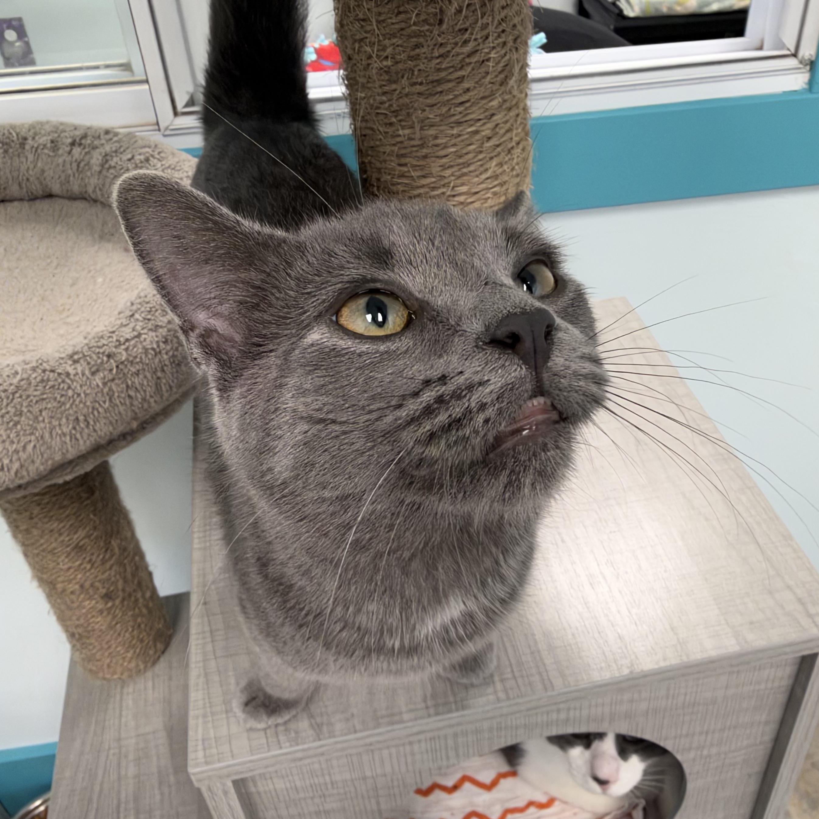 Enlarge Sassparilla, a Adoptable Domestic Short Hair in Grand Rapids, MI image 6/6