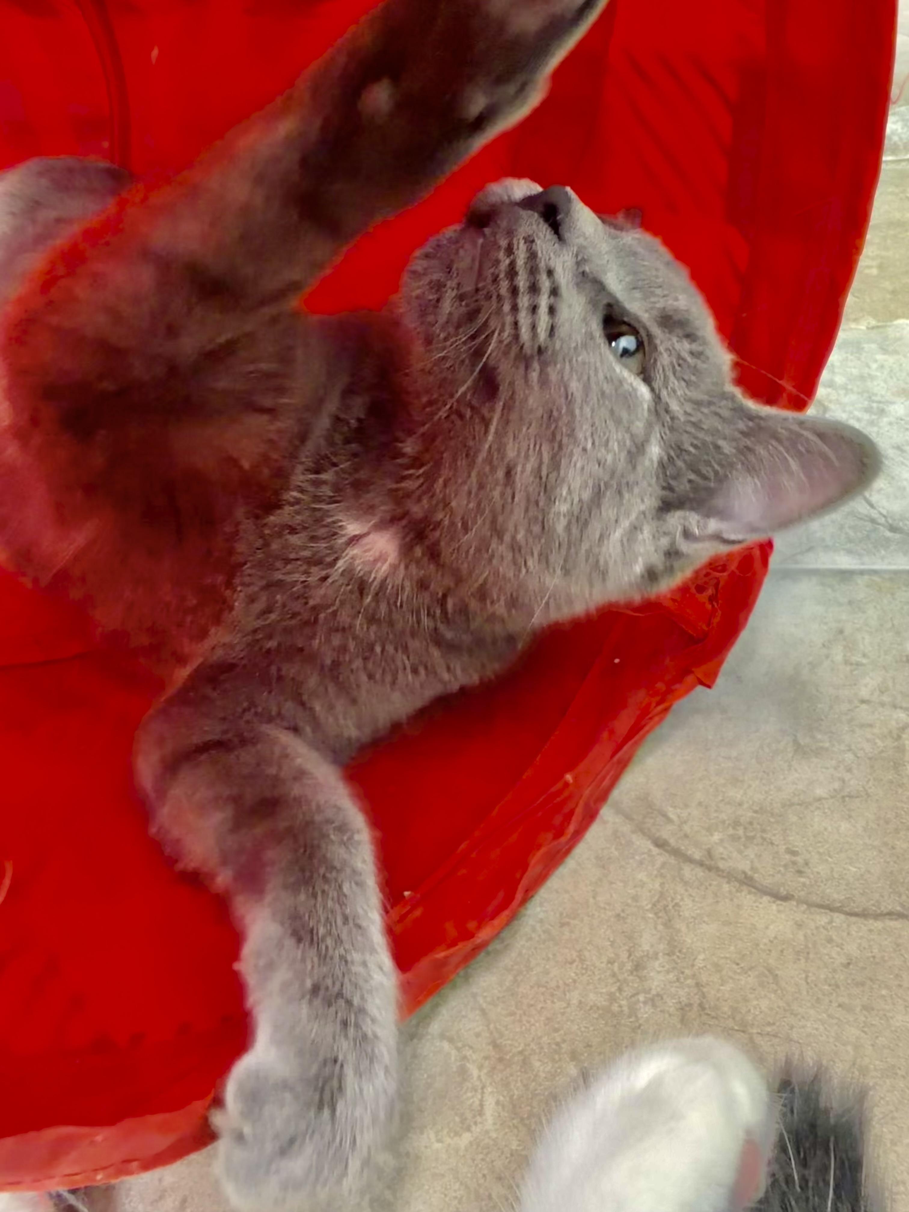 Enlarge Sassparilla, a Adoptable Domestic Short Hair in Grand Rapids, MI image 5/6