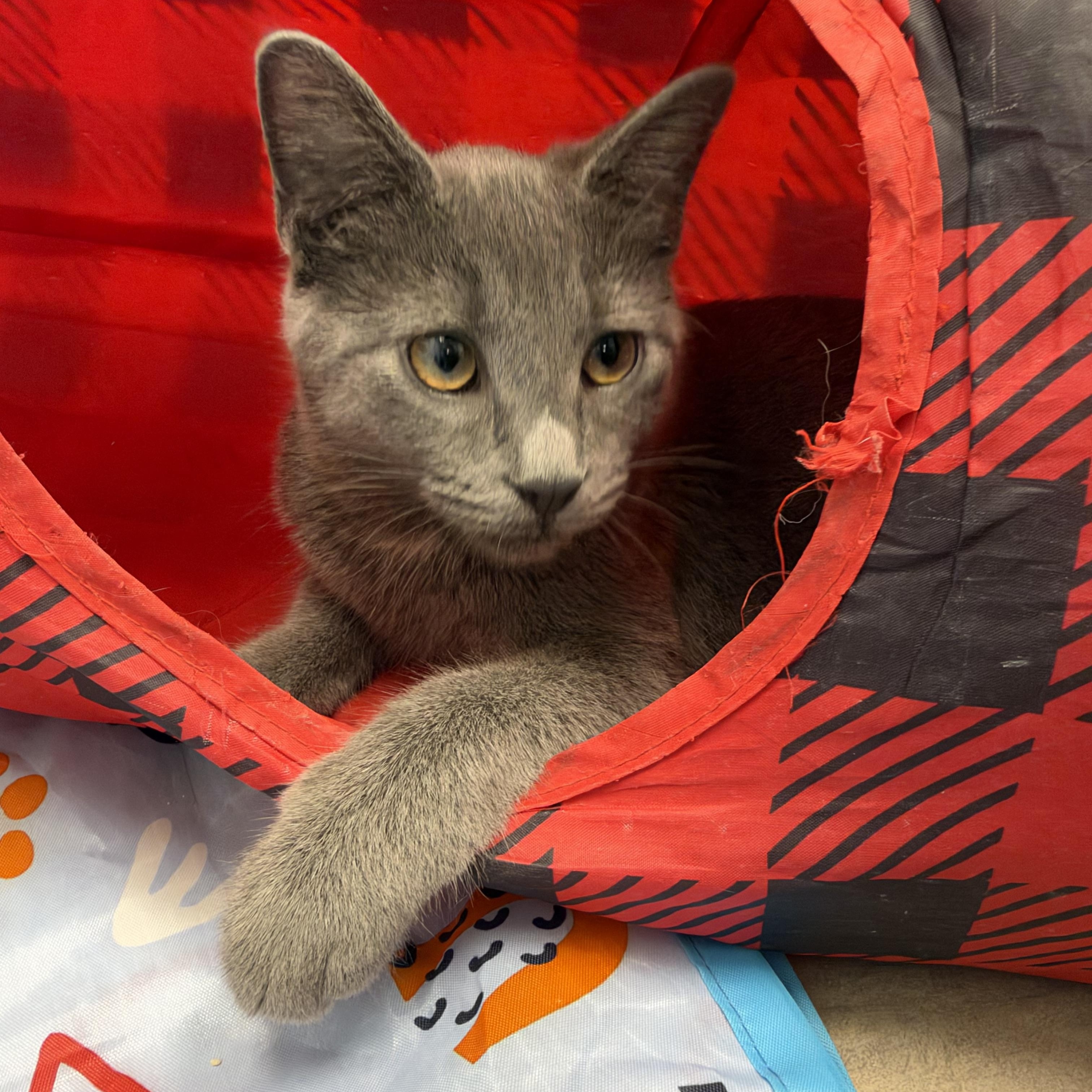 Enlarge Sassparilla, a Adoptable Domestic Short Hair in Grand Rapids, MI image 2/6