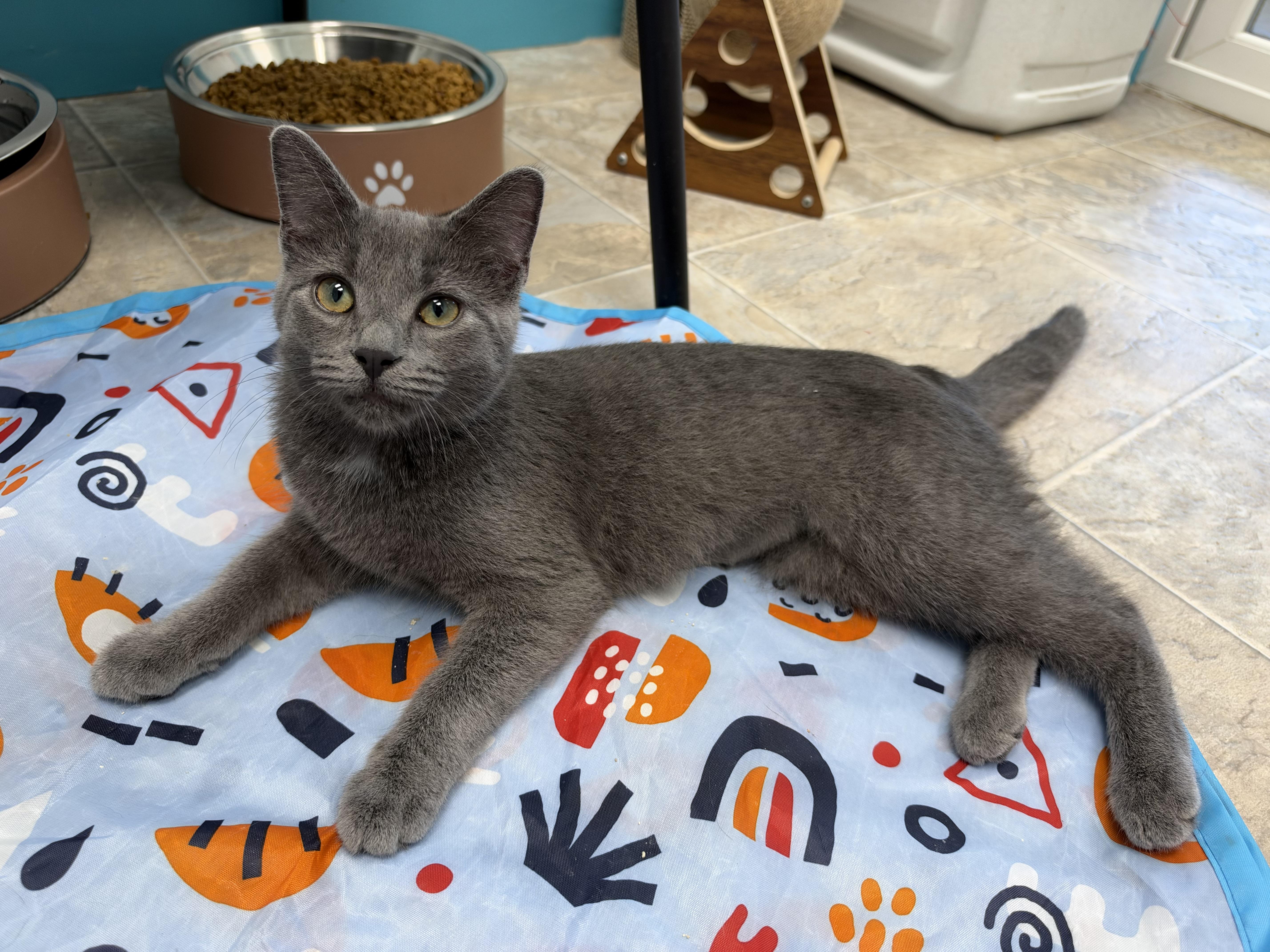 Enlarge Sassparilla, a Adoptable Domestic Short Hair in Grand Rapids, MI image 1/6