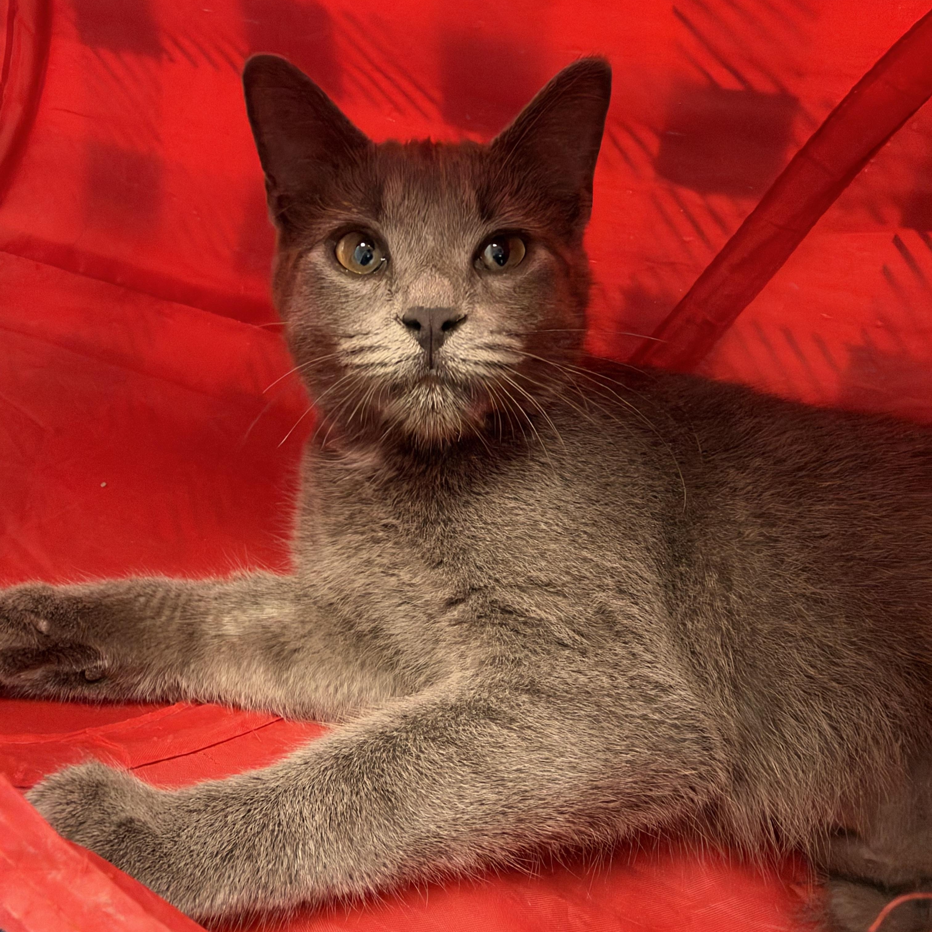 Enlarge Sassparilla, a Adoptable Domestic Short Hair in Grand Rapids, MI image 3/6