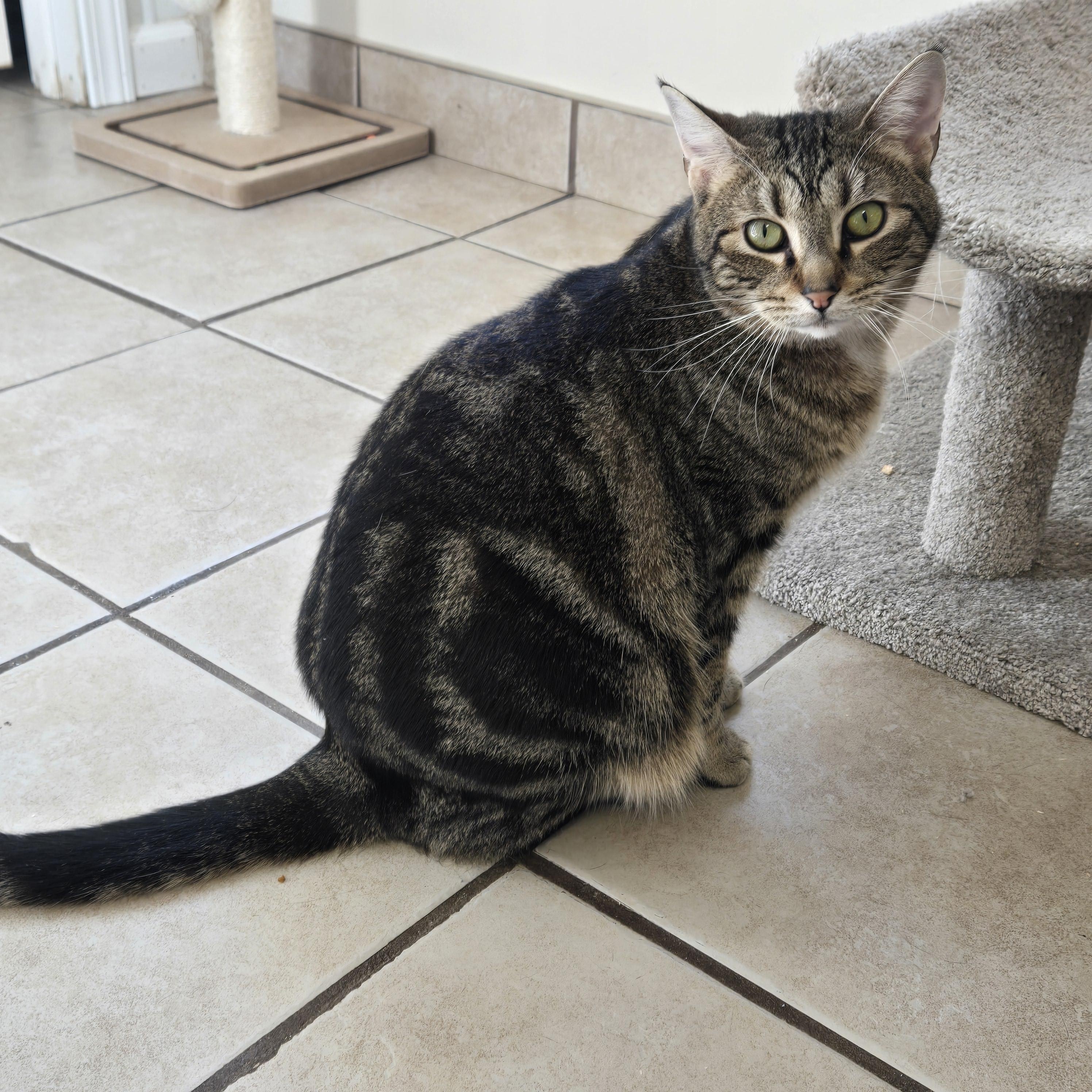 Enlarge Barney, a Adoptable Domestic Short Hair in West Branch, MI image 1/2