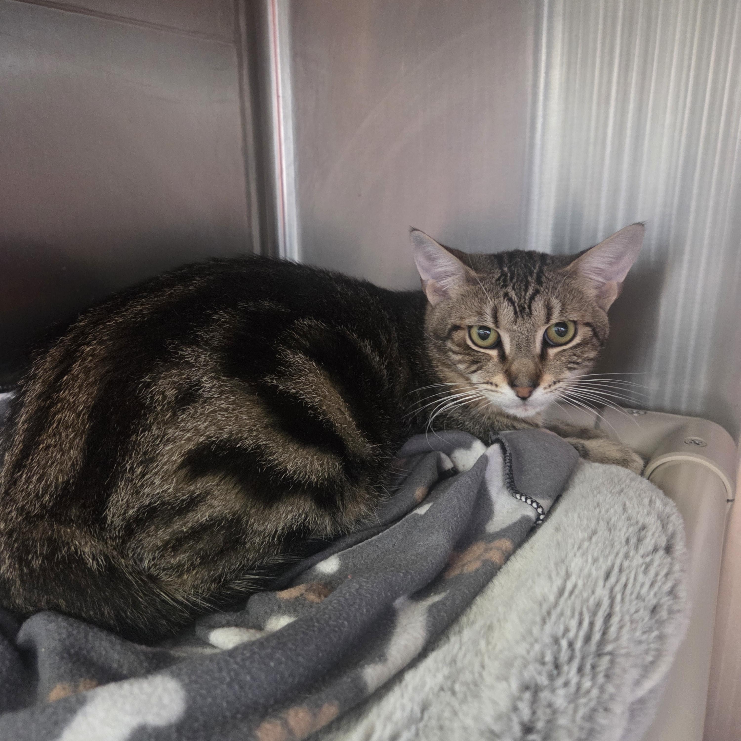 Enlarge Barney, a Adoptable Domestic Short Hair in West Branch, MI image 1/1