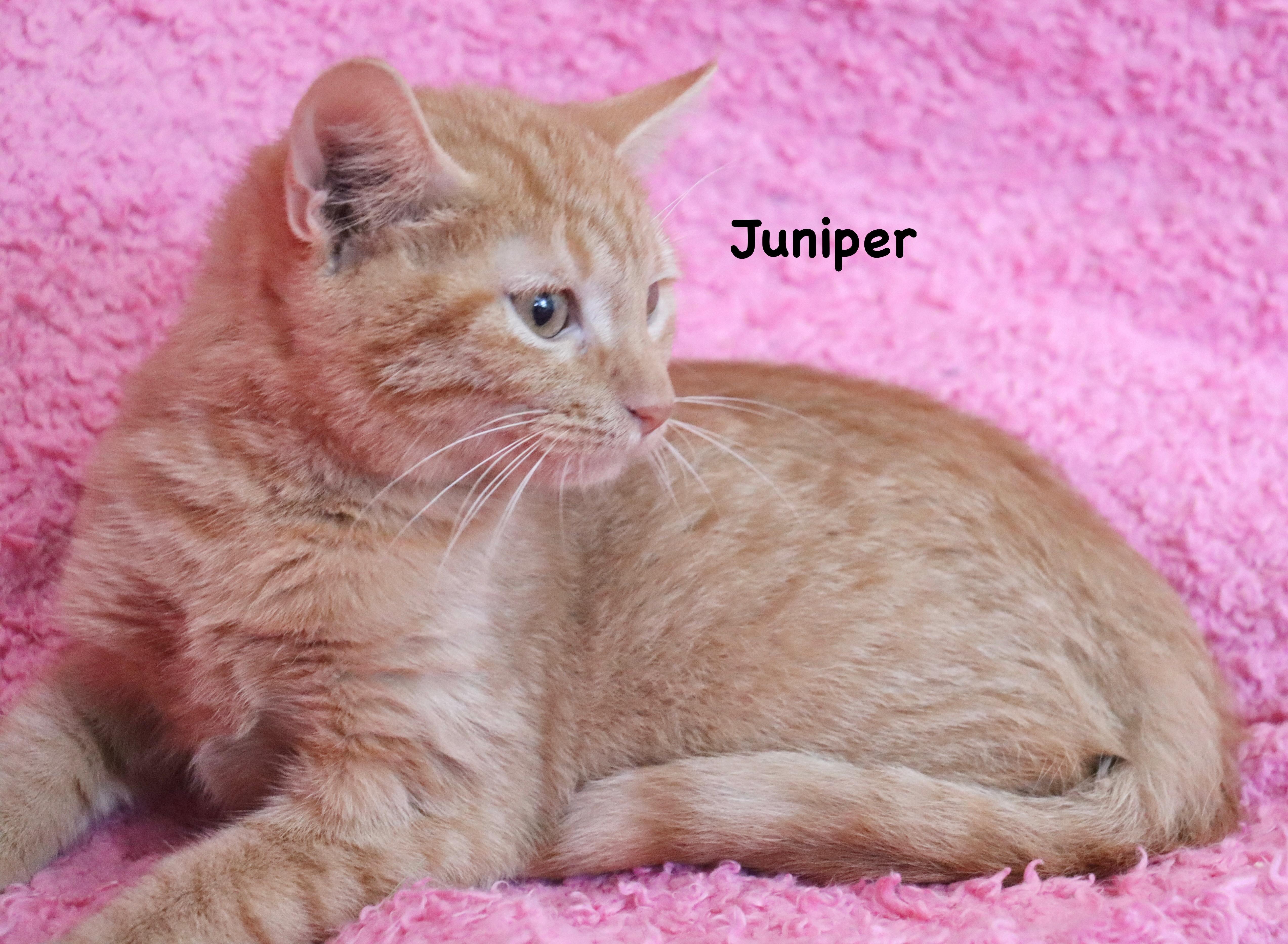 Juniper