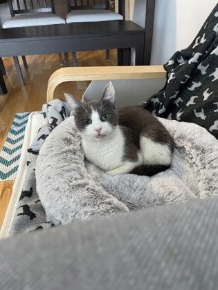 Roxanne, a Adoptable Domestic Short Hair in Montreal, QC image 1/3