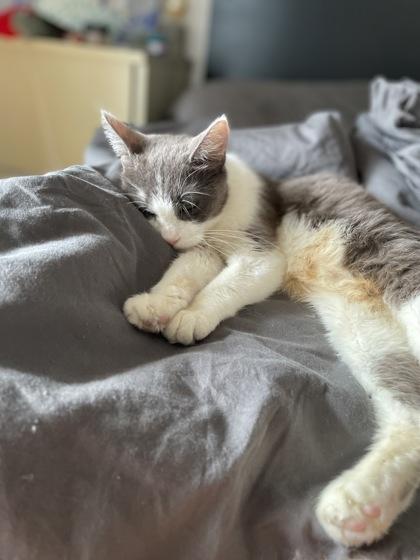 Roxanne, Adoptable, Adult Female Domestic Short Hair & Domestic Short Hair.