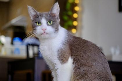 Roxanne, a Adoptable Domestic Short Hair in Montreal, QC image 2/3