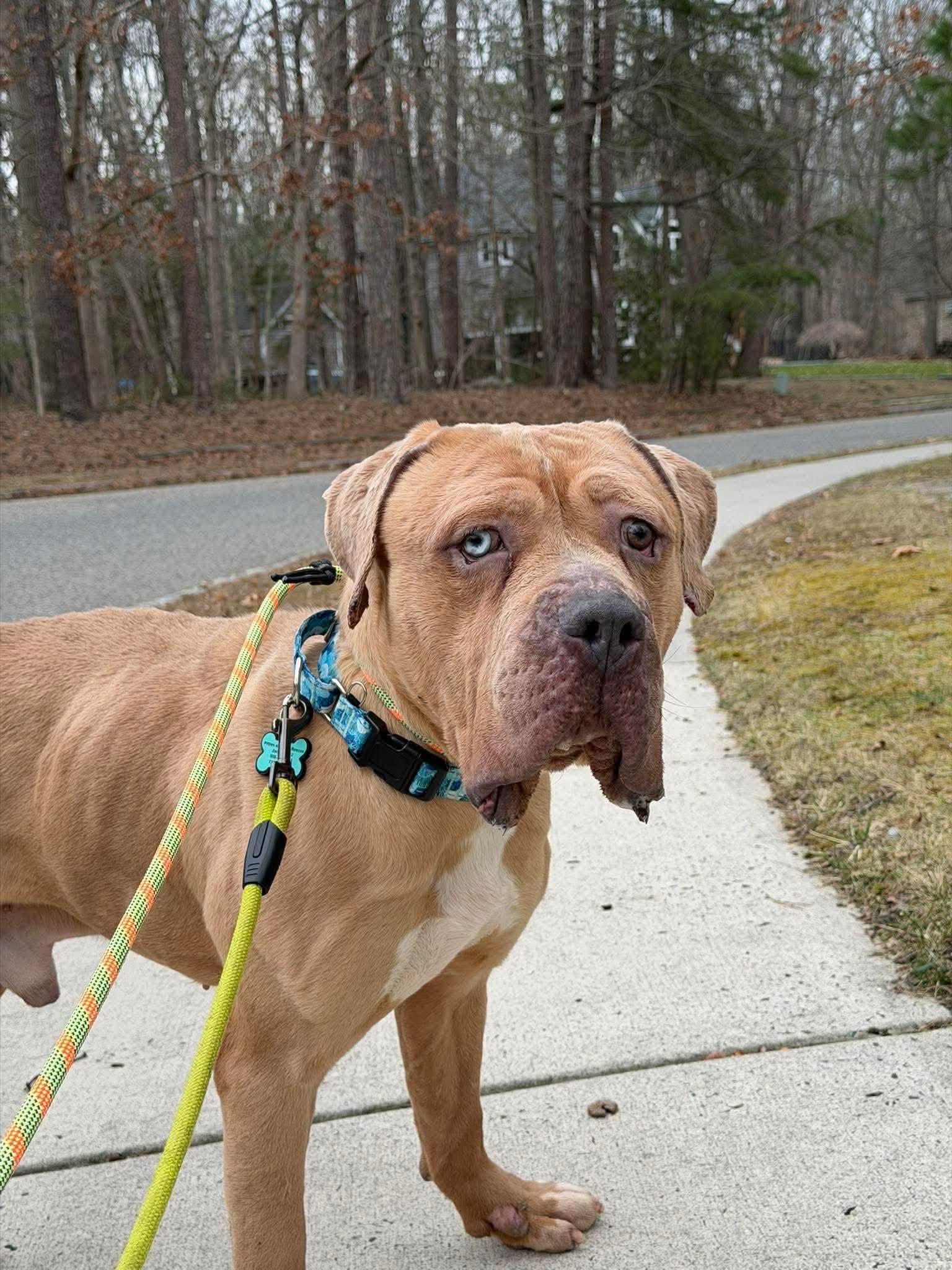 Olaf, Adoptable, Young Male Mastiff.