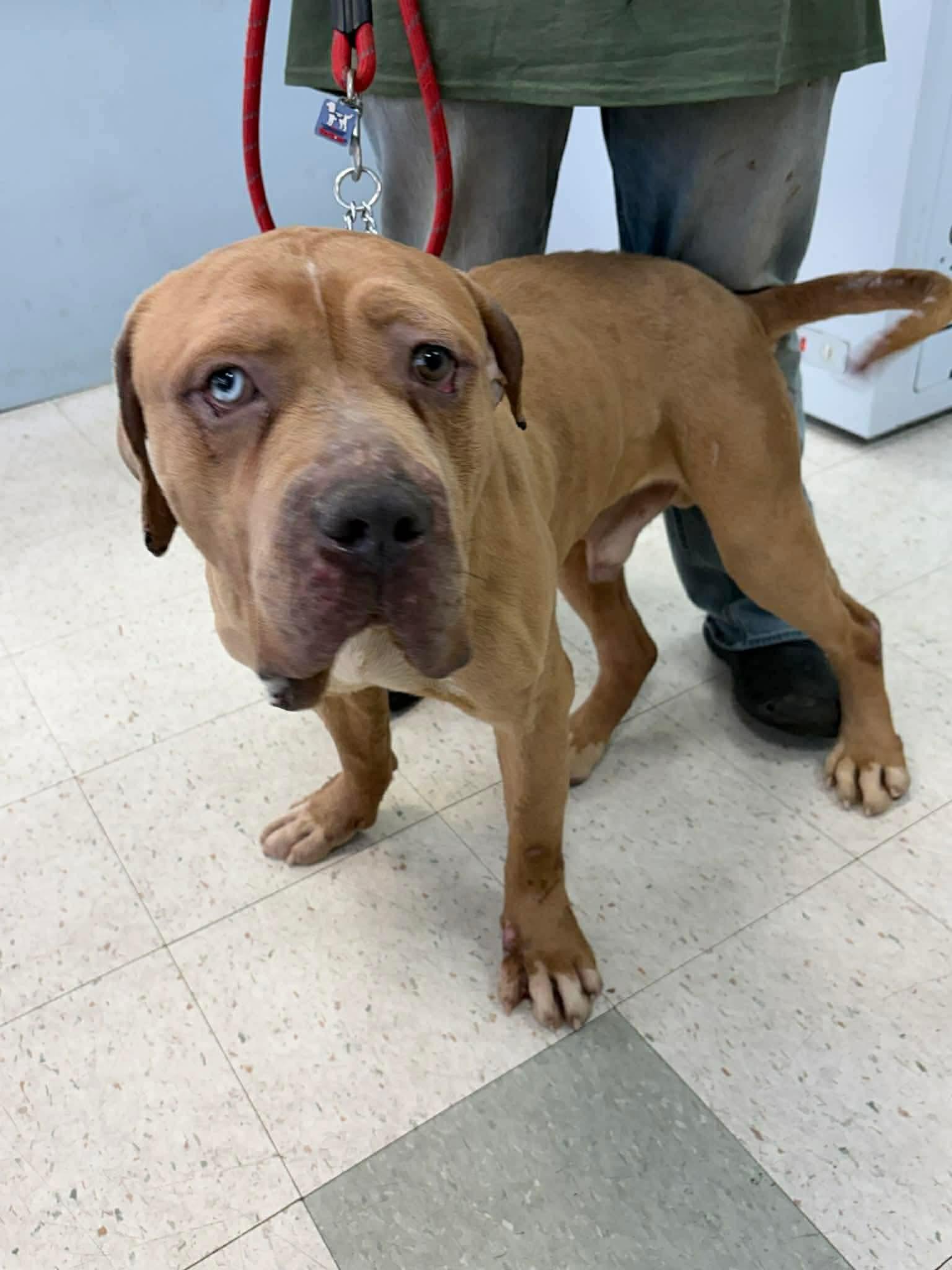 Enlarge Olaf, a Adoptable mixed breed in Jackson , NJ image 3/4