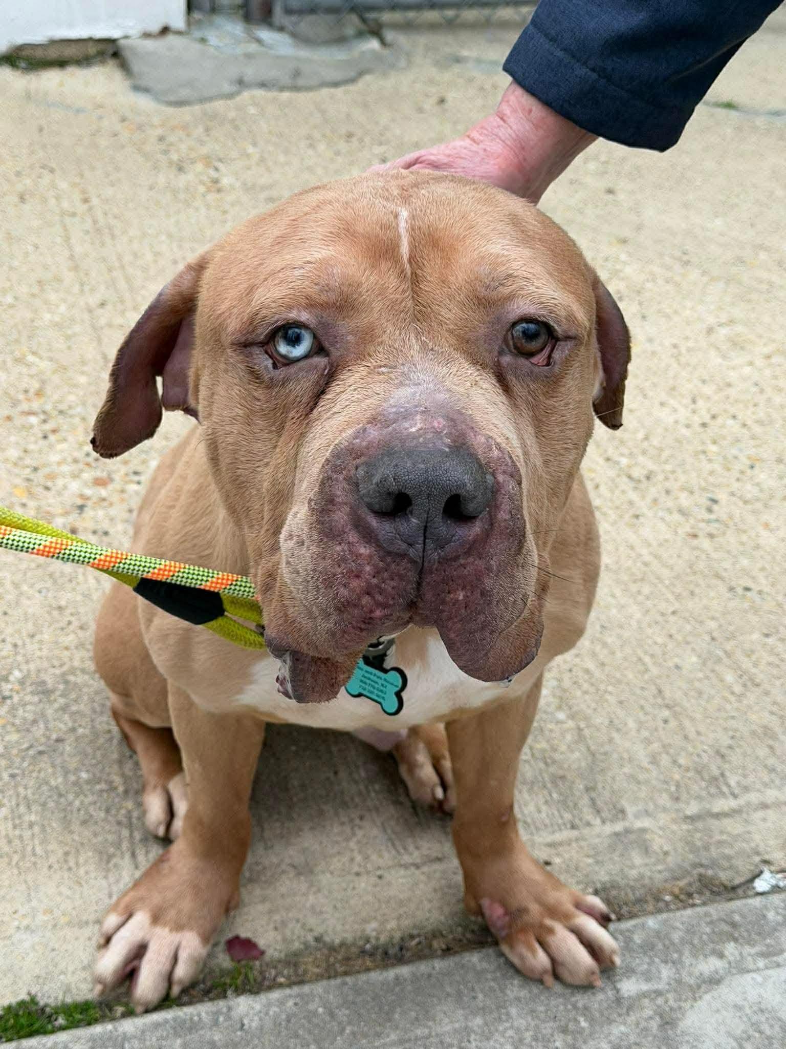 Enlarge Olaf, a Adoptable mixed breed in Jackson , NJ image 2/4