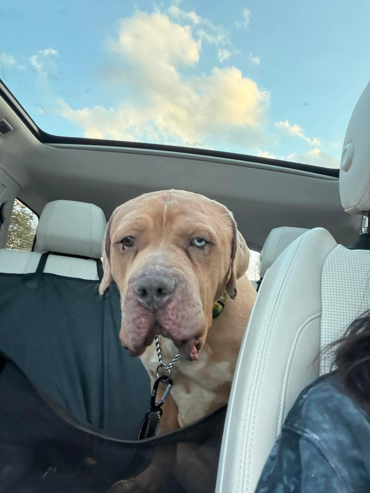 Enlarge Olaf, a Adoptable mixed breed in Jackson , NJ image 4/4