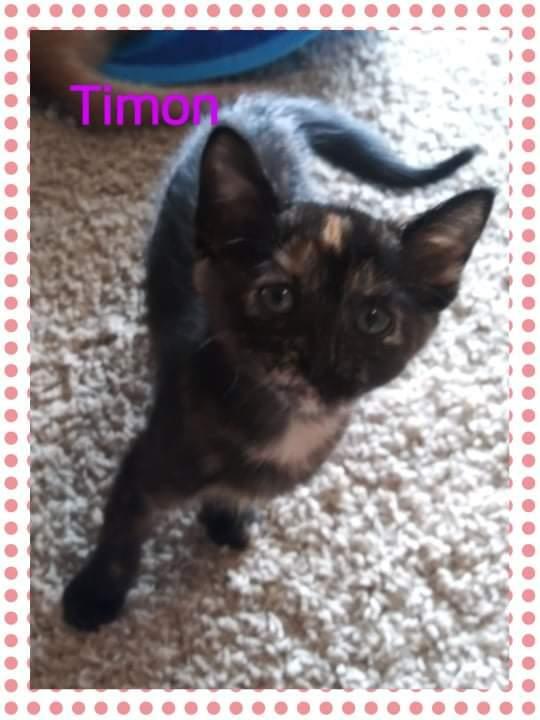 Enlarge Chantal, a Adoptable mixed breed in Blanchard, OK image 4/4