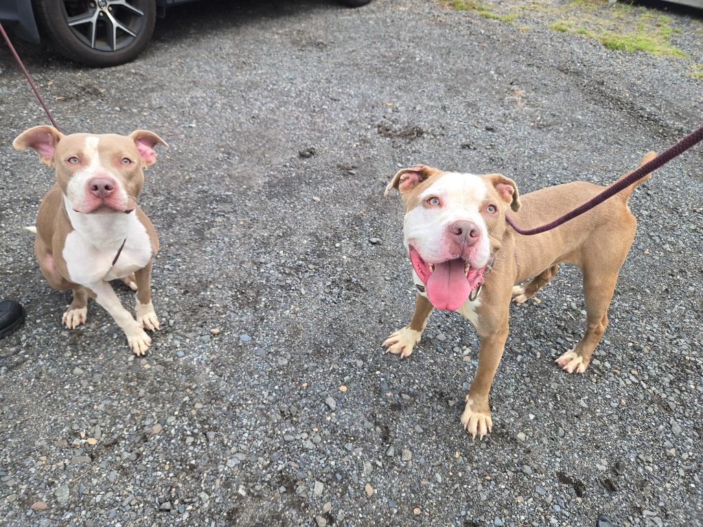 Enlarge Dante, a Adoptable mixed breed in Trenton, NJ image 2/2
