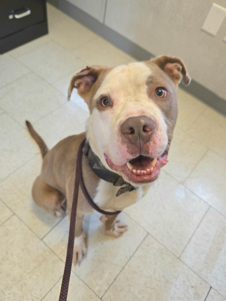 Dante, Adoptable, Young Male American Staffordshire Terrier & Boxer.