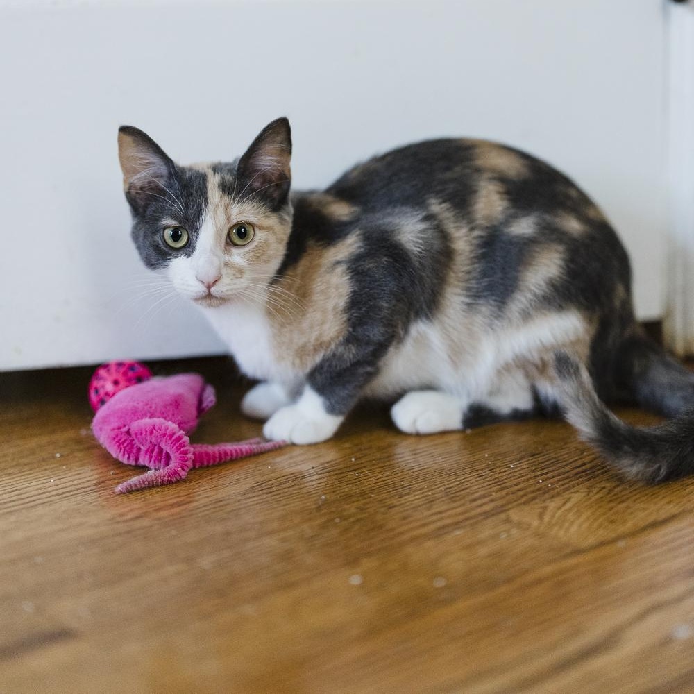 Thelma & Louise, a Adoptable Domestic Short Hair in Royal Oak, MI image 5/5