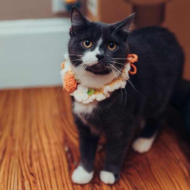 Thelma & Louise, a Adoptable Domestic Short Hair in Royal Oak, MI image 2/5