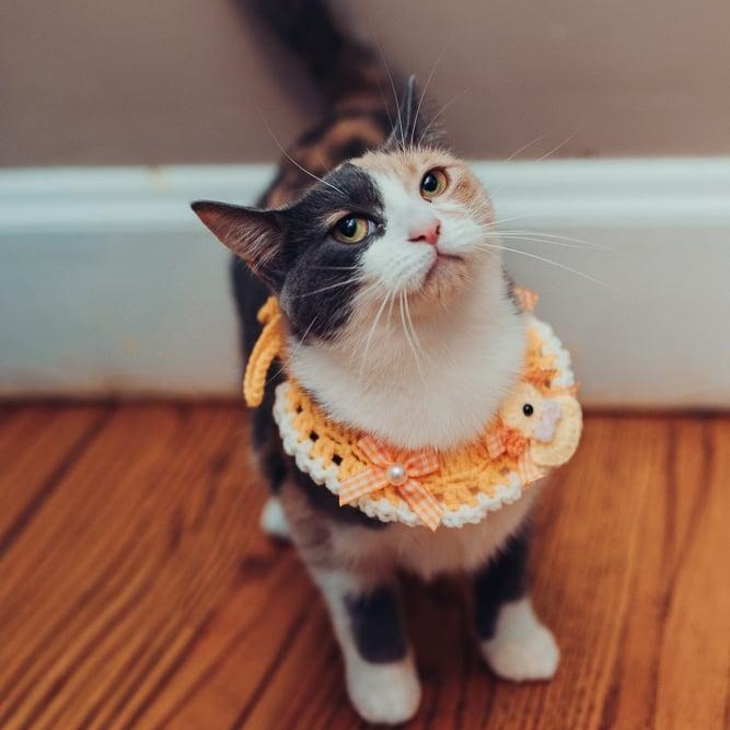 Thelma & Louise, a Adoptable Domestic Short Hair in Royal Oak, MI image 3/5