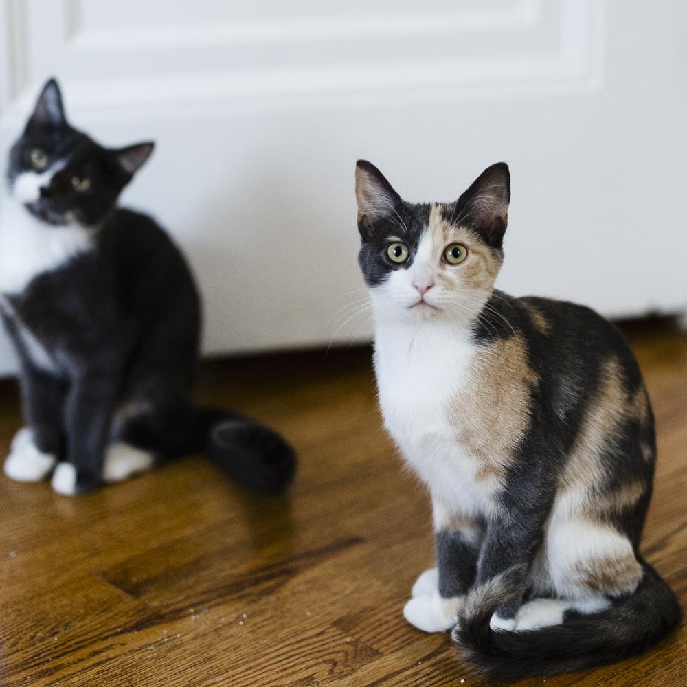 Thelma & Louise, a Adoptable Domestic Short Hair in Royal Oak, MI image 1/5