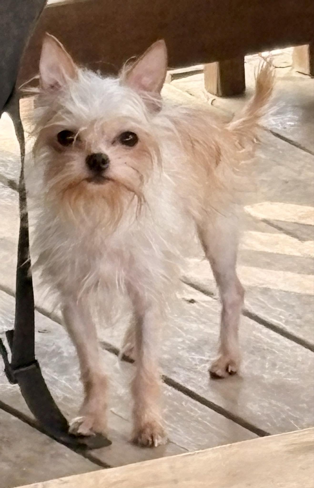 Playful Peanut, Adoptable, Puppy Male Yorkshire Terrier & Shih Tzu.