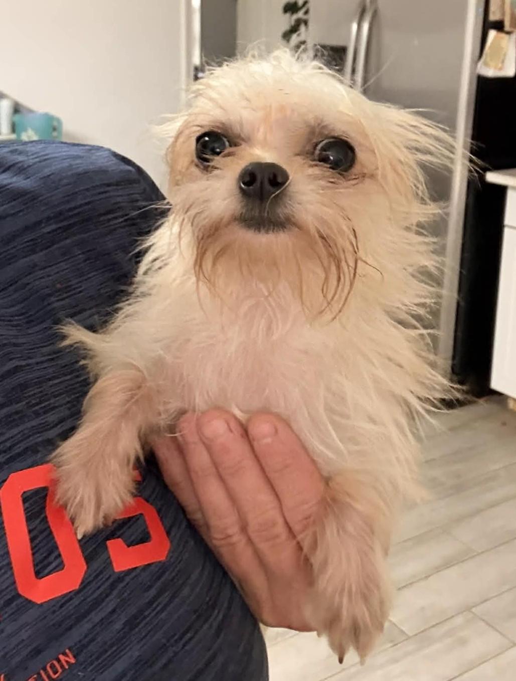 Enlarge Playful Peanut, an adoption pending mixed breed in shepherd, TX image 4/5