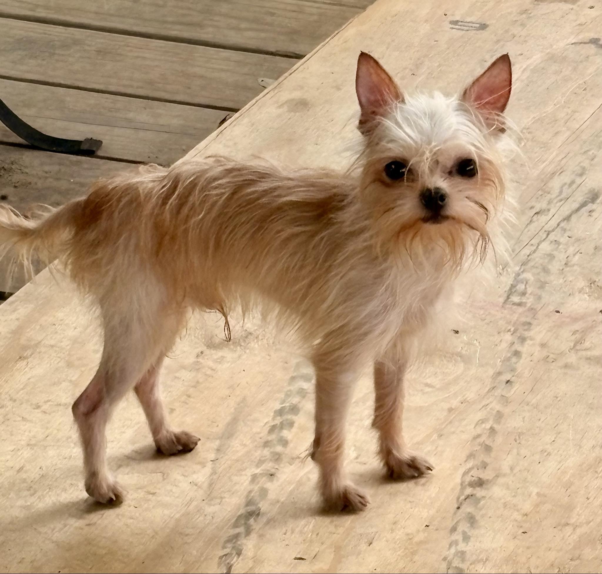 Enlarge Playful Peanut, an adoption pending mixed breed in shepherd, TX image 2/5