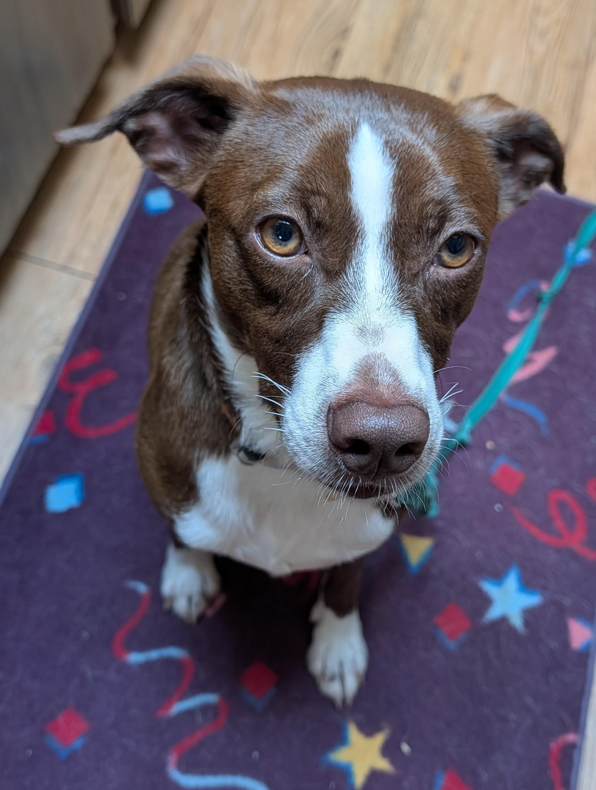 Scout, ADOPTABLE, Puppy Male Australian Shepherd.