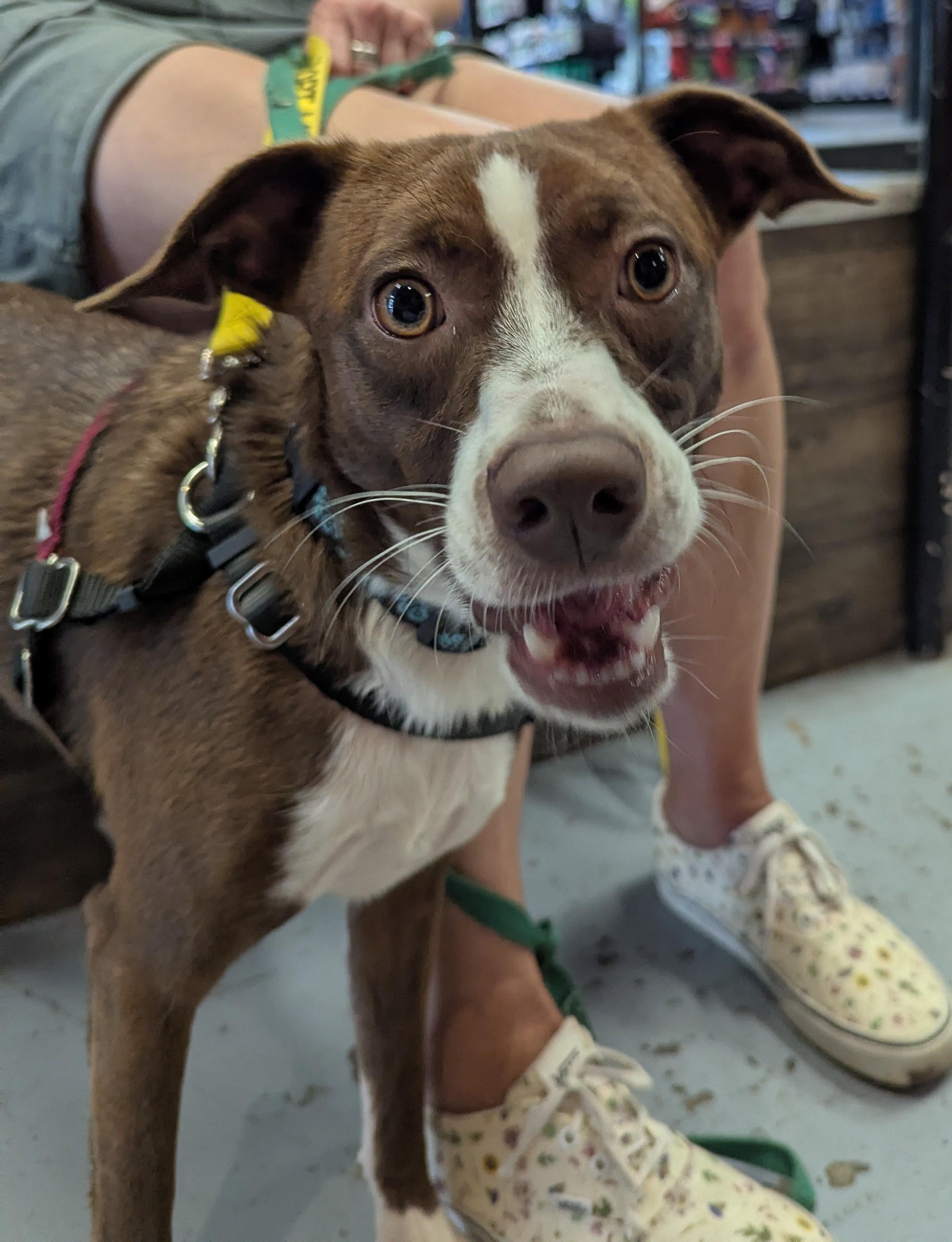 Scout, adopted, Puppy Male Australian Shepherd.