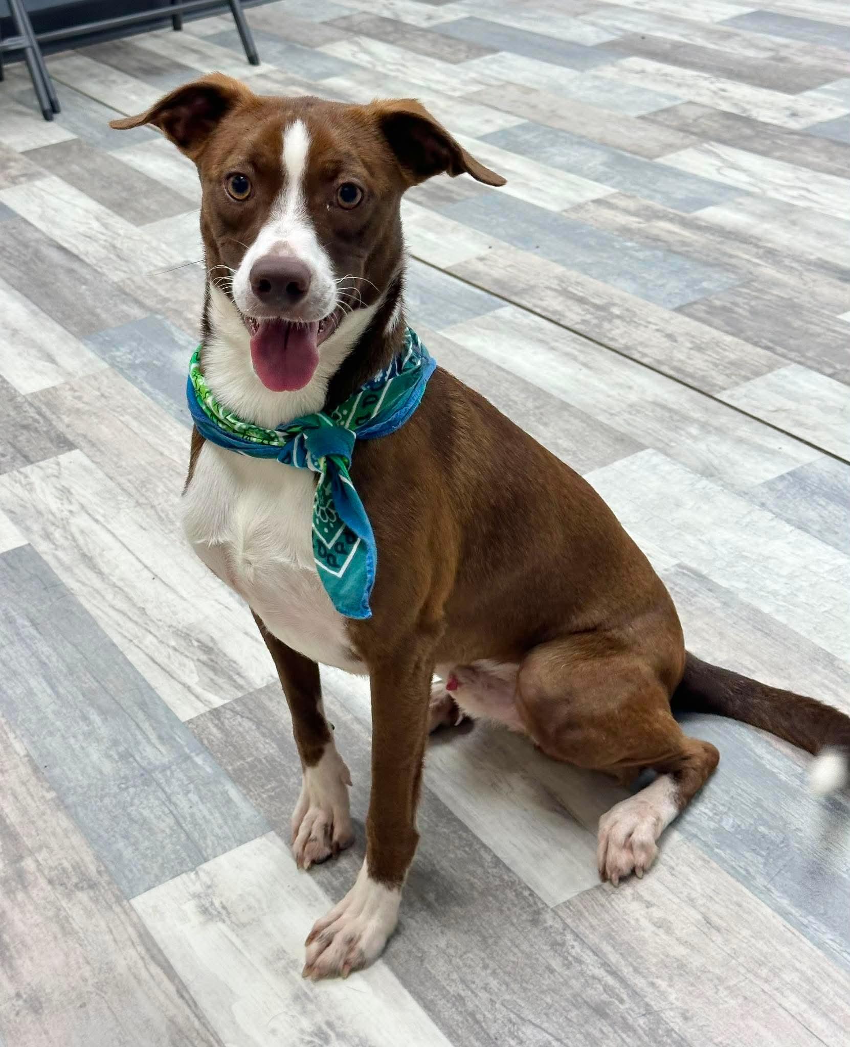Scout, a ADOPTABLE mixed breed in Olympia, WA image 2/4
