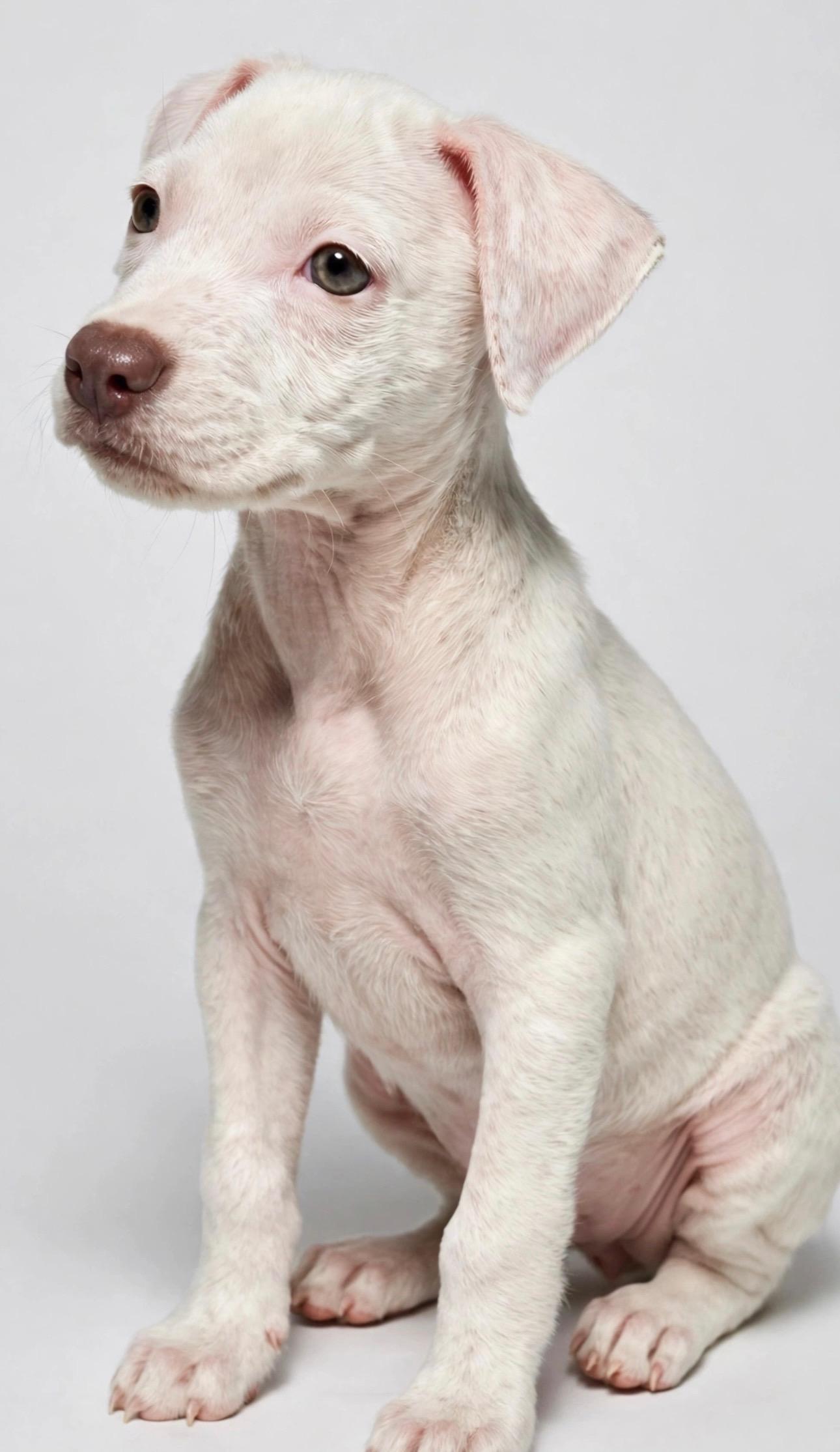 Enlarge ROSIE POSIE, a Adoptable mixed breed in Horseheads, NY image 5/6