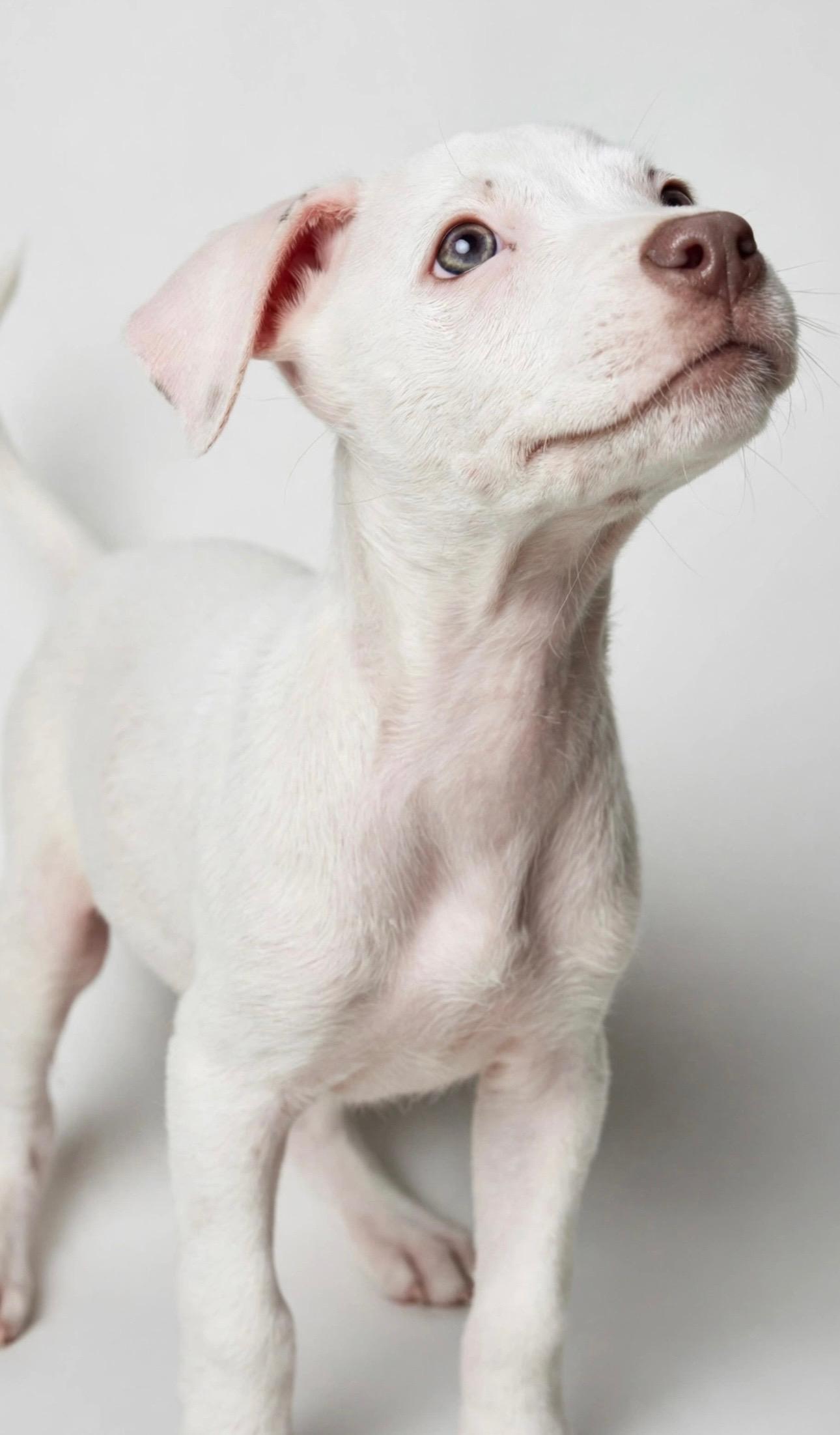 Enlarge ROSIE POSIE, a Adoptable mixed breed in Horseheads, NY image 2/6