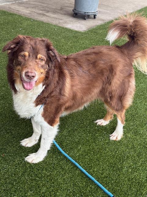 Enlarge SHELDON, a Adoptable Australian Shepherd in Baytown, TX image 1/1