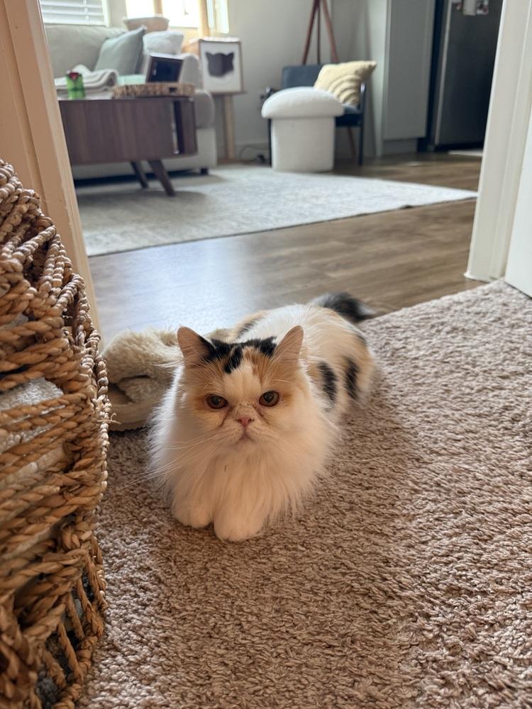 Champagne thumbnail 4