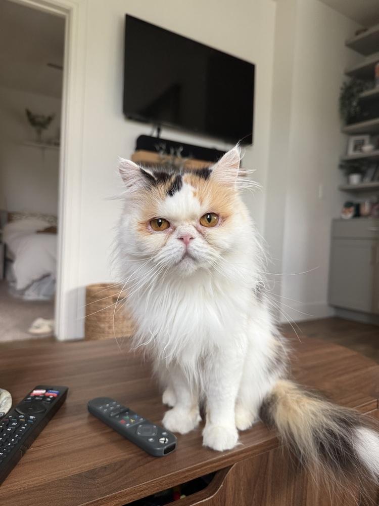 Champagne thumbnail 5